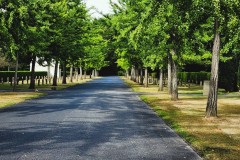 Cologne-Southern-Cemetery-Lihi-Laszlo-Sep-2022_82