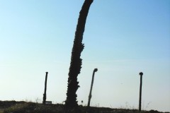 dado-beach-haifa-lihi-laszlo-2011-20