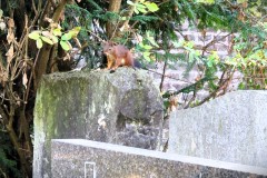 Melaten-Friedhof-Lihi-Laszlo-Sep-2022_57